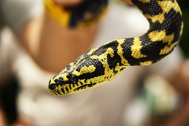 banana python