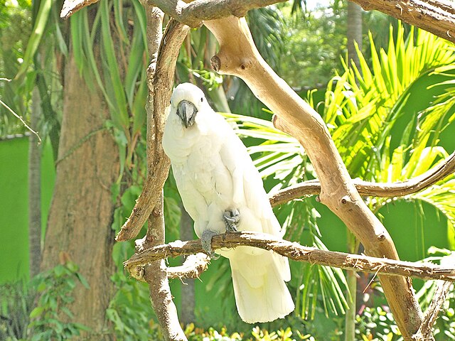 cockatoo perched