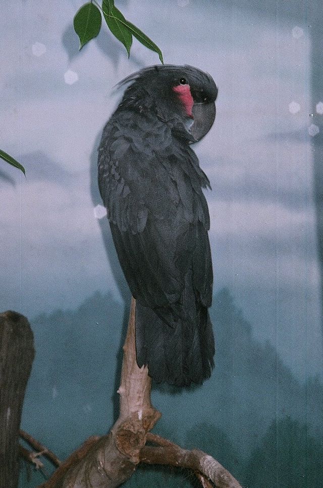 palm cockatoo