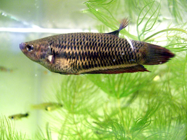 betta fish