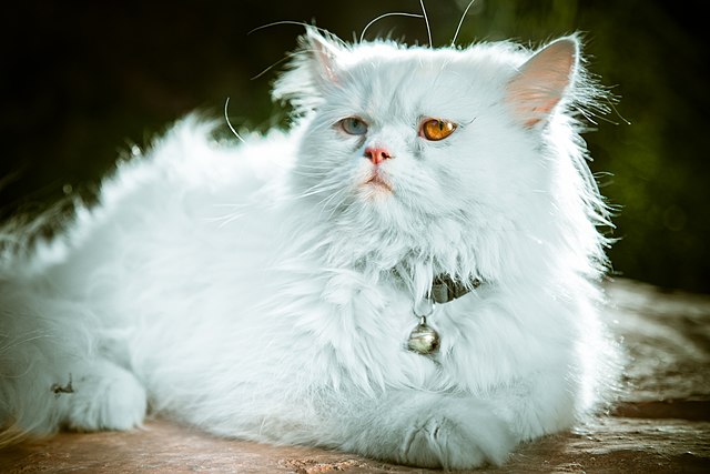 fluffy persian cat breed