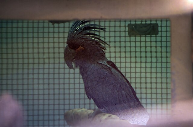 black palm cockatoos