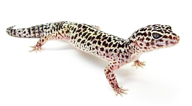 gecko lifespan
