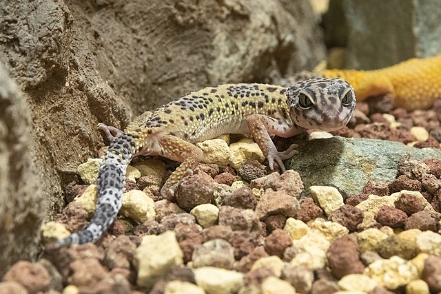 leopard gecko longevity